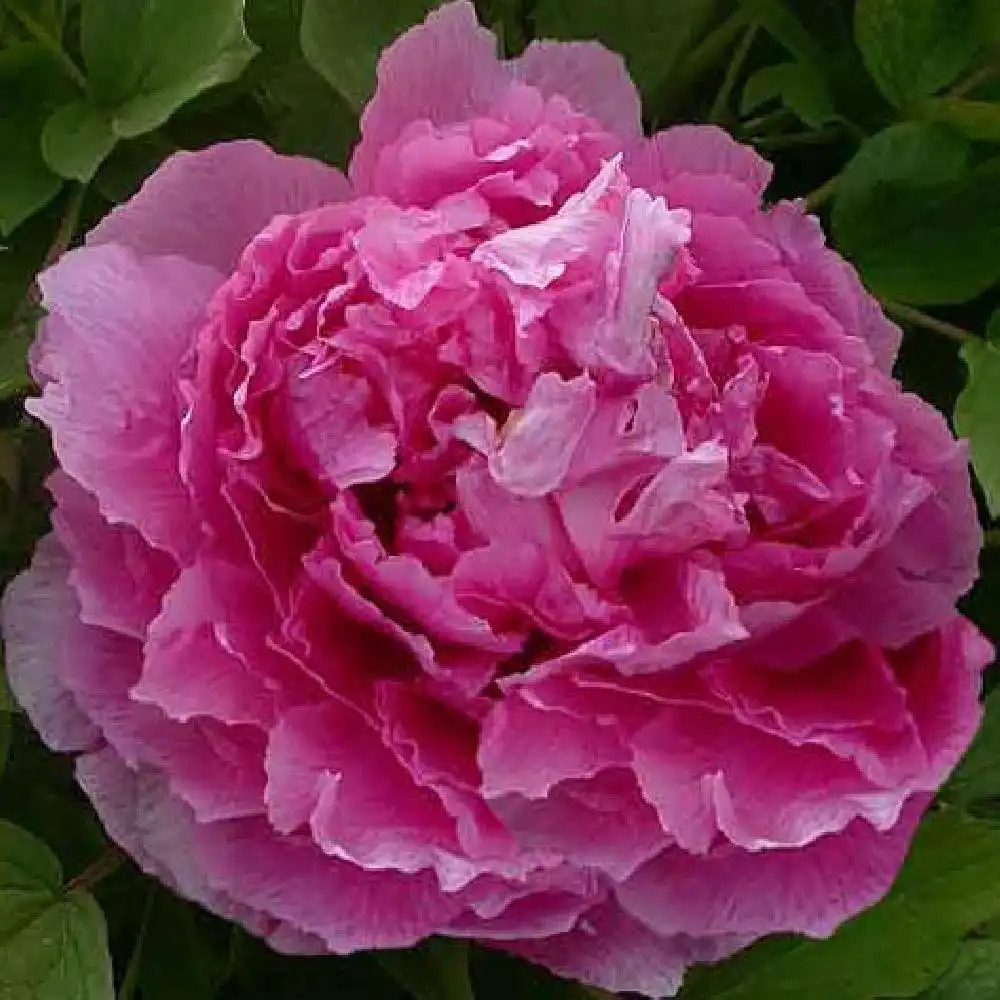 PAEONIA suffruticosa 'Lu He Hong'