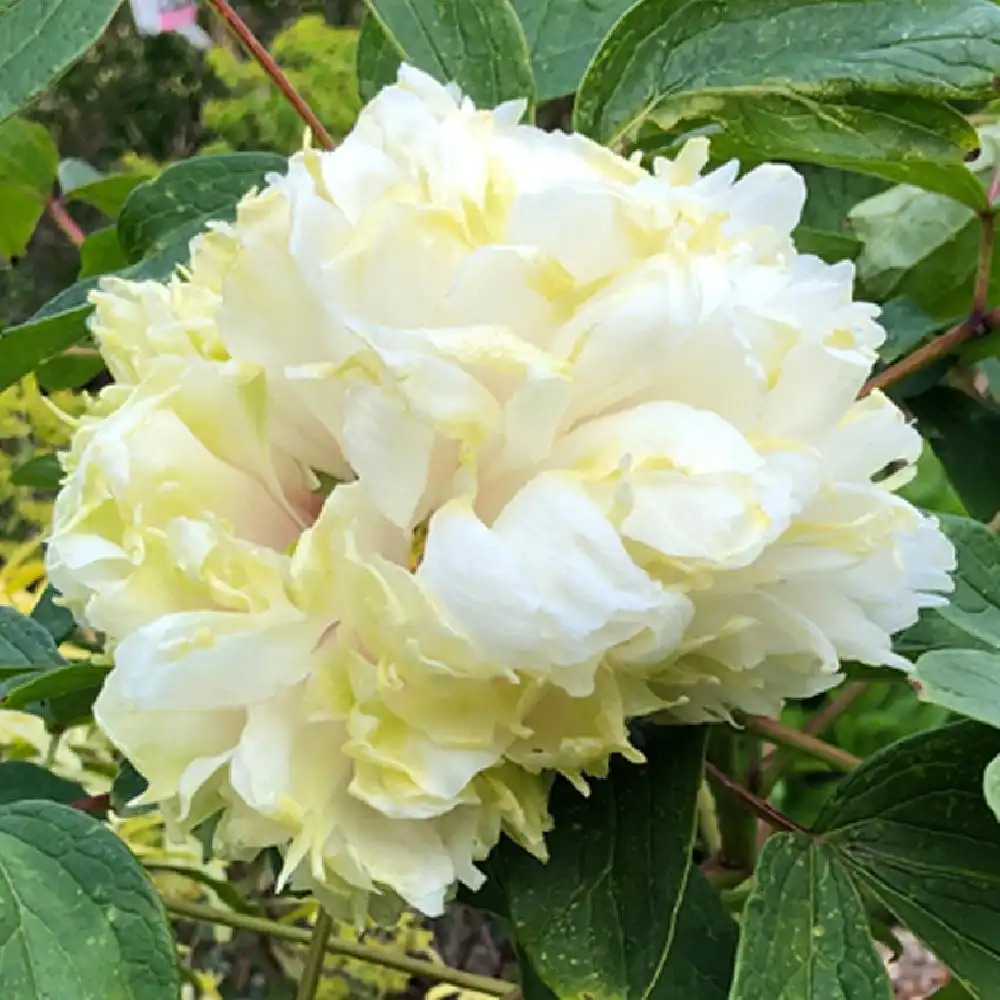 PAEONIA suffruticosa 'Lu Mu Ying Yu'