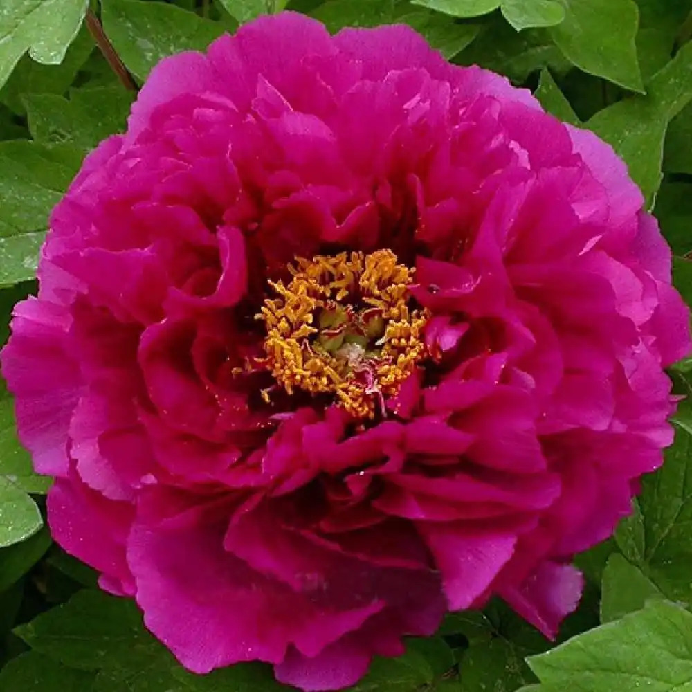 PAEONIA suffruticosa 'Luo Yang Hong'