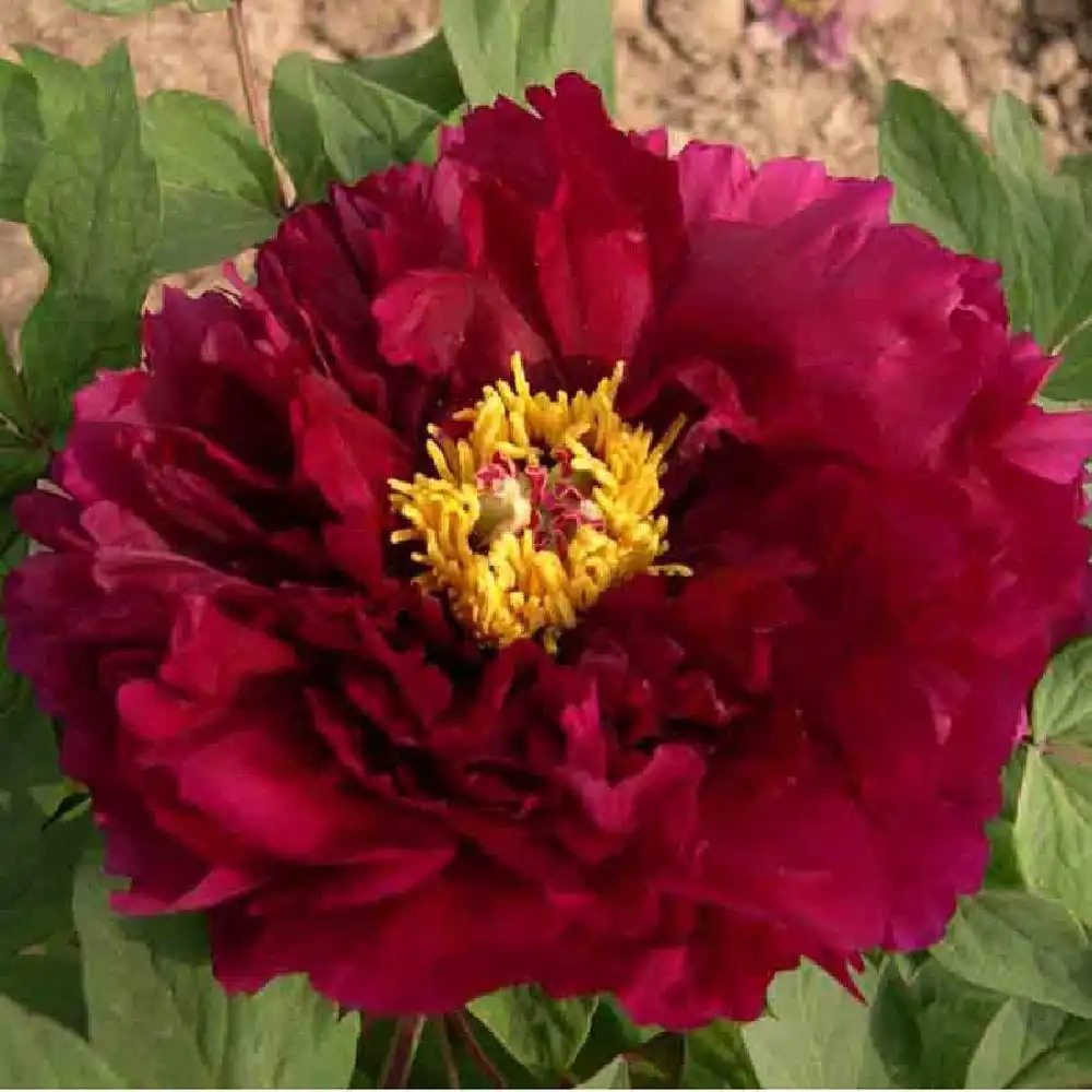 PAEONIA suffruticosa 'Mo Run Jue Lun'