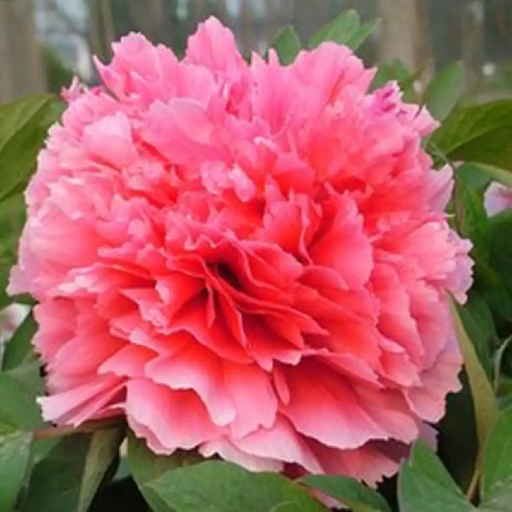 PAEONIA suffruticosa 'Shan Hu Tai'