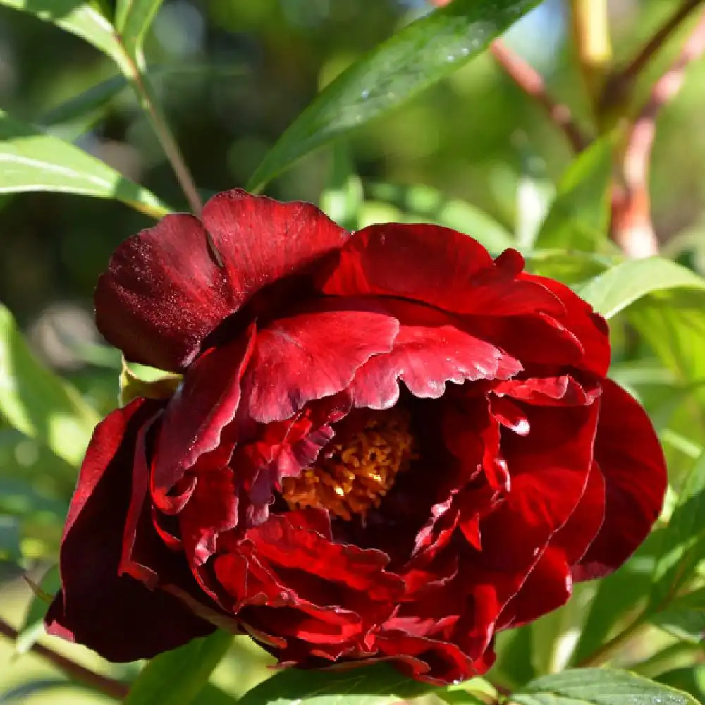 PAEONIA suffruticosa 'Wu Jin Yao Hui'