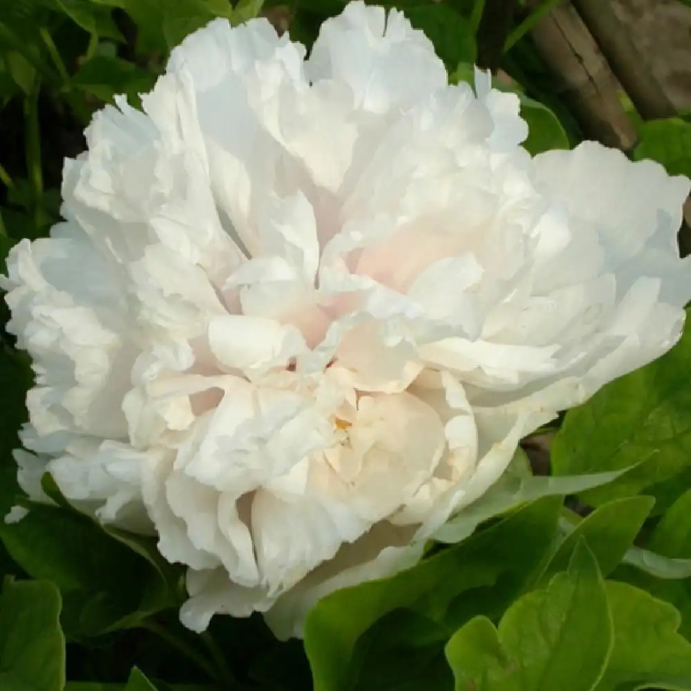 Paeonia Suffruticosa Xue Ta Pivoine Arbustive Pépinières Lepage Bretagne Bord De Mer