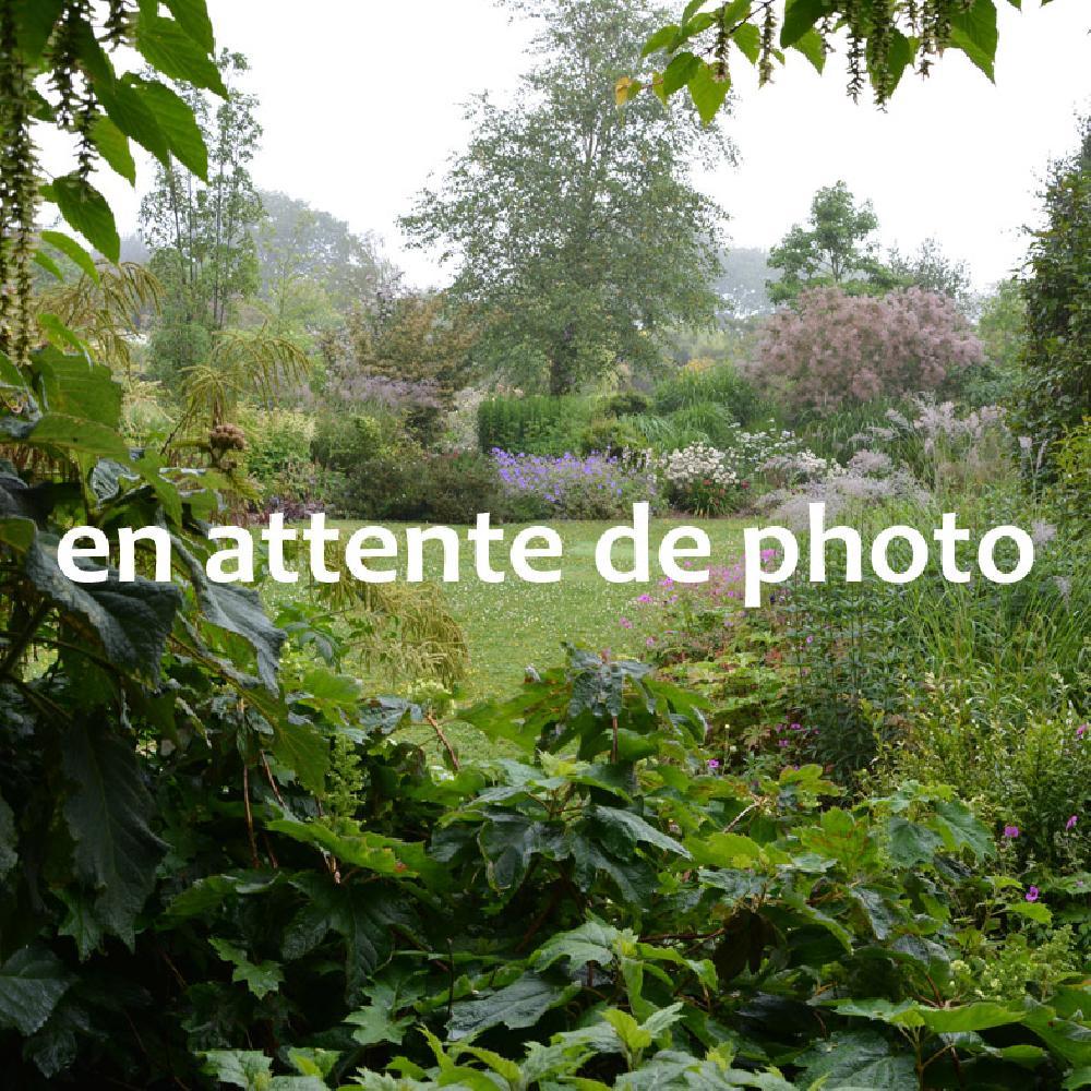 PAEONIA suffuticosa en mélange