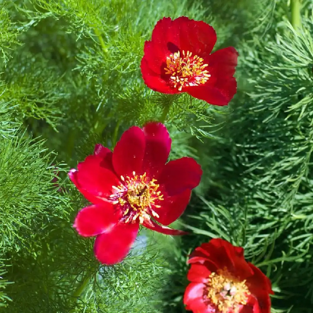 PAEONIA tenuifolia