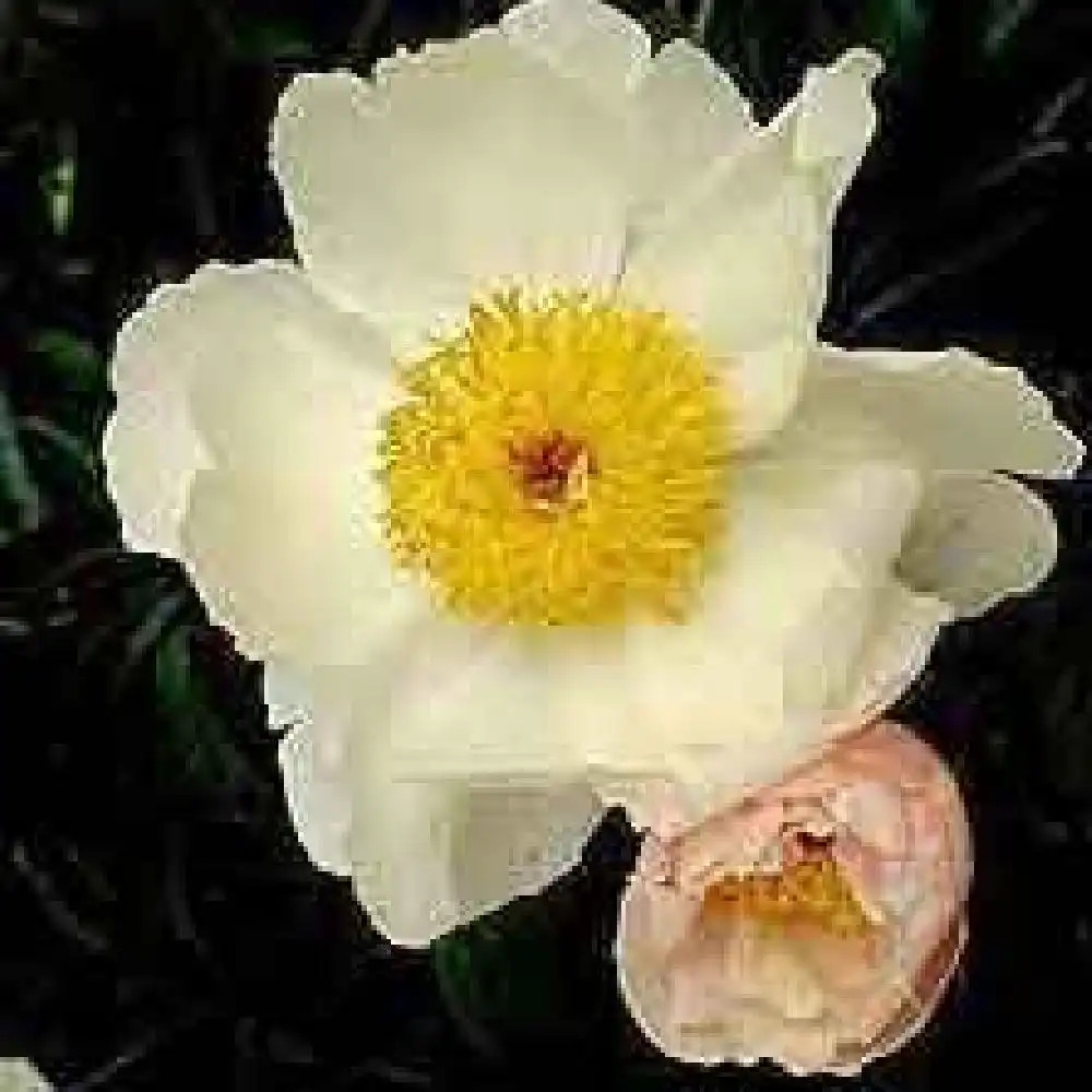 PAEONIA 'Watteau'