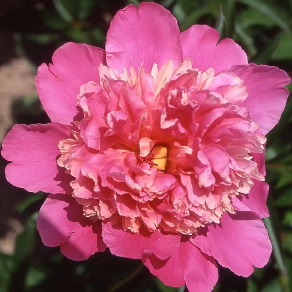 PAEONIA 'Washington'