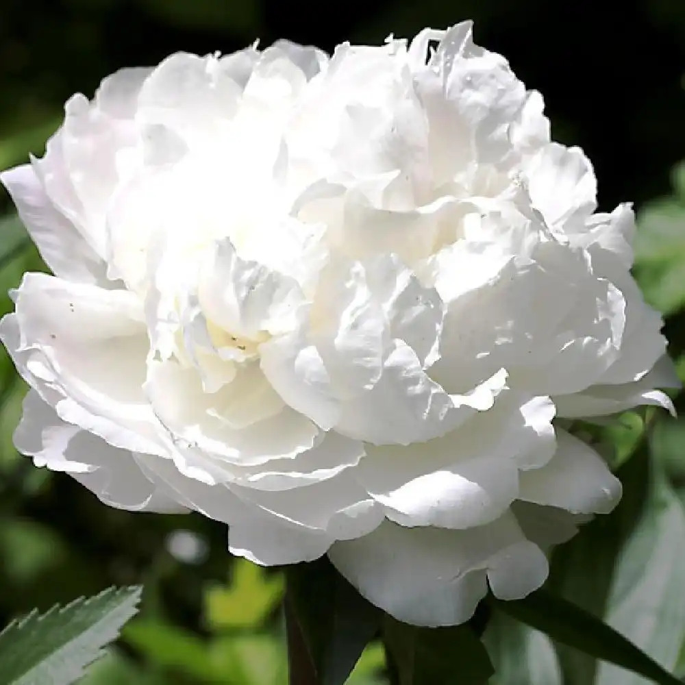 PAEONIA 'White Tower' - Pivoine herbacée - pépinières Lepage Bretagne Bord  de mer