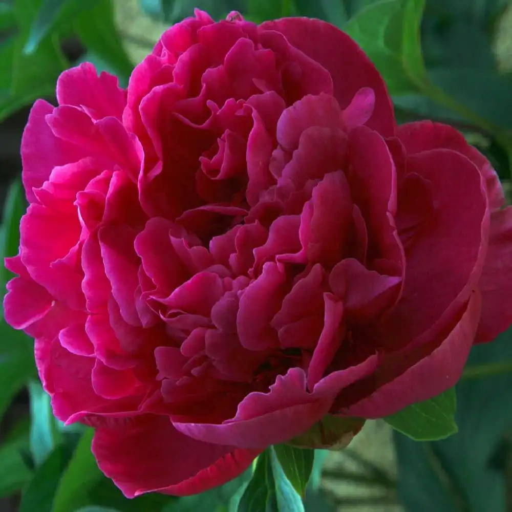 PAEONIA 'Wine Red'