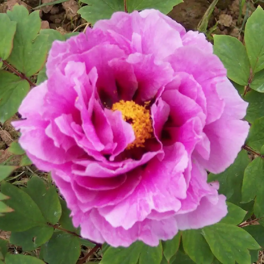 PAEONIA 'Yachiyo-tsubaki'