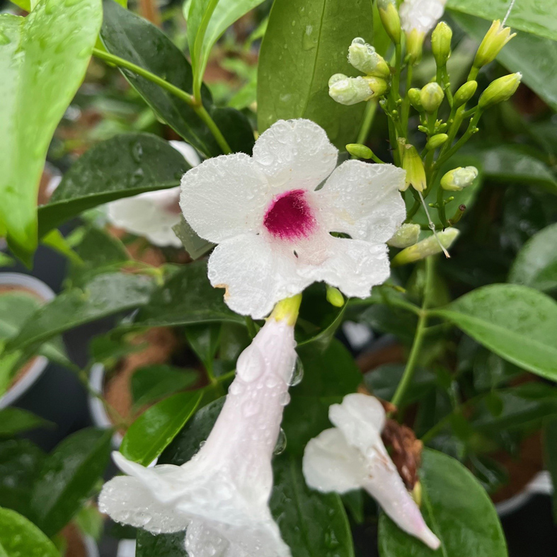PANDOREA jasminoides