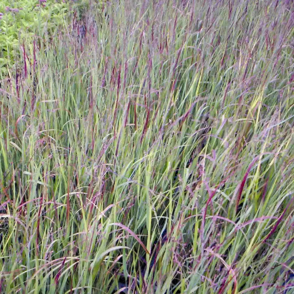 PANICUM virgatum 'Heiliger Hain'