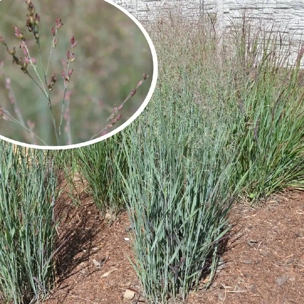 PANICUM virgatum 'JS Blue Darkness'