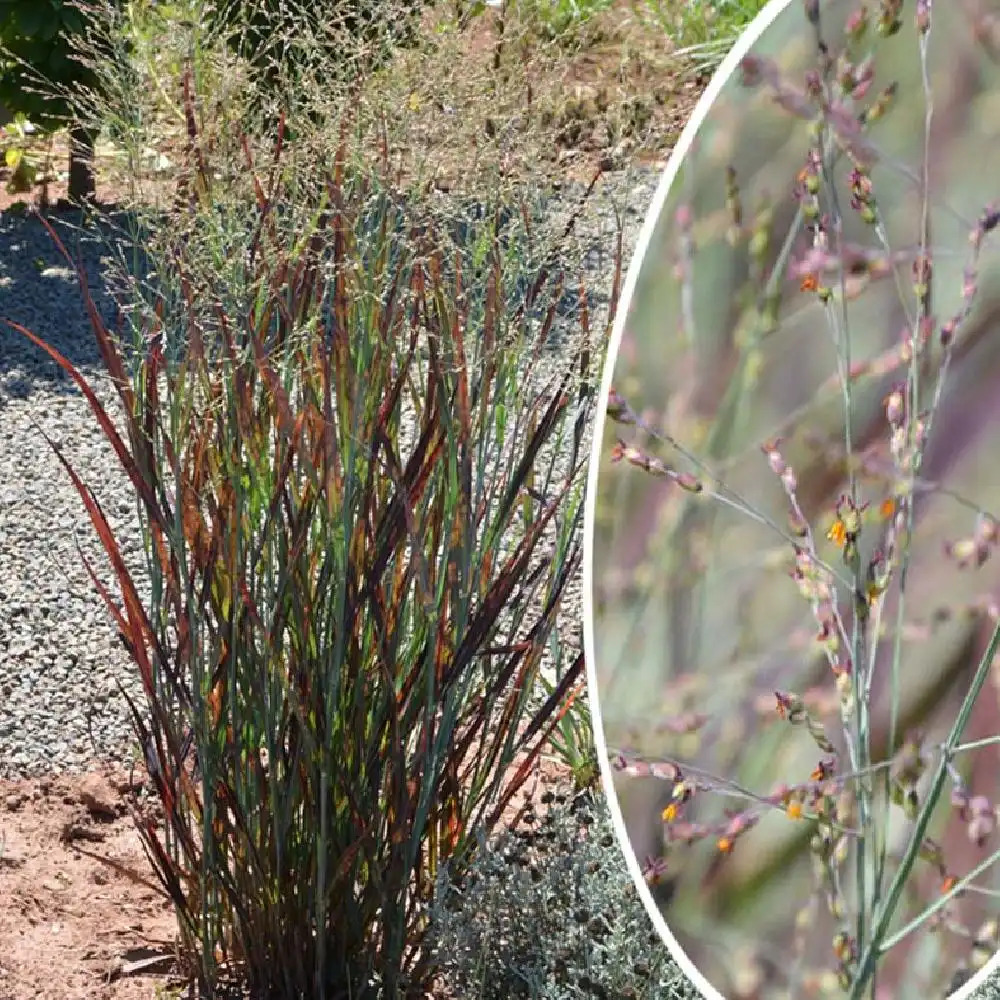 PANICUM virgatum 'Nosferatu'