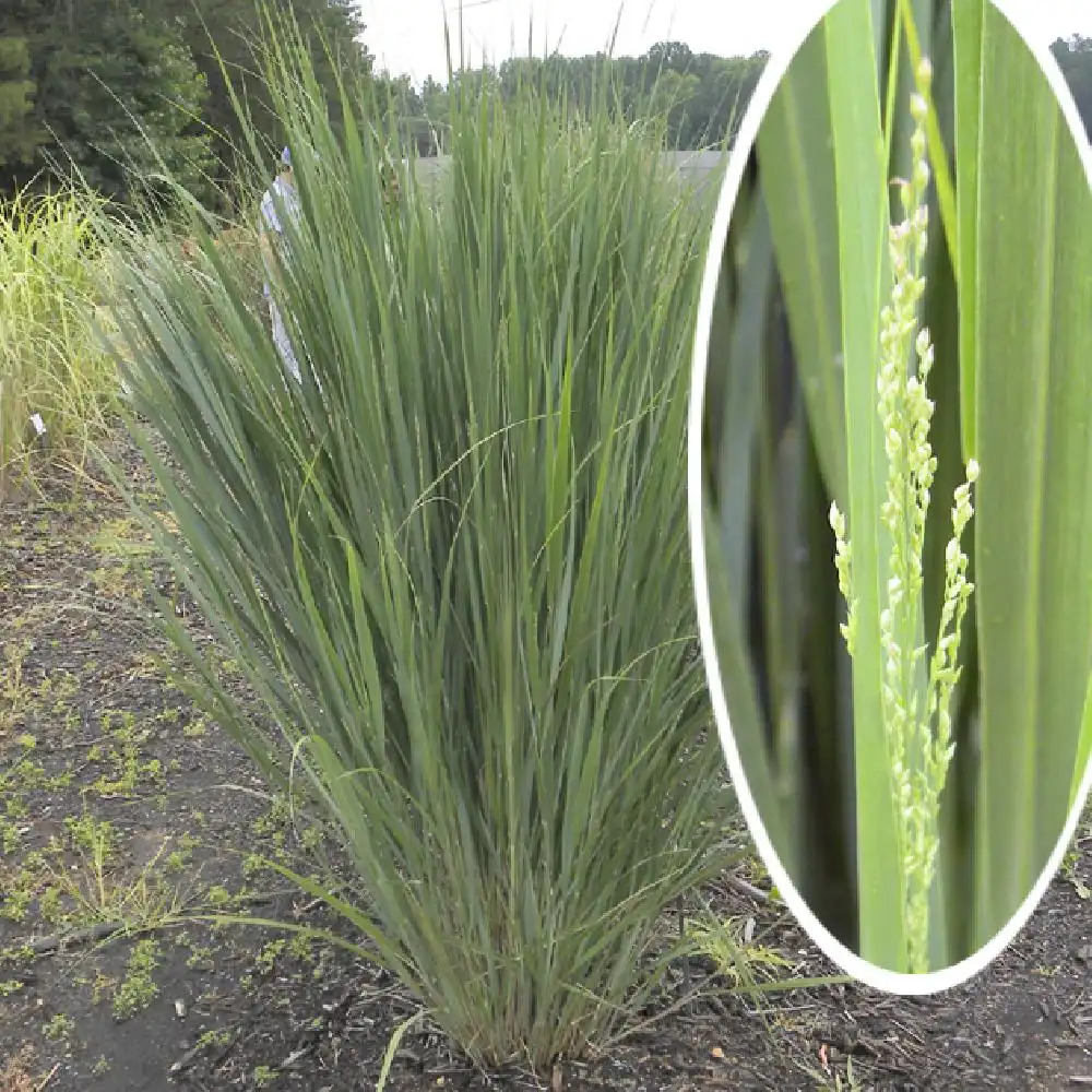 PANICUM virgatum 'Northwind'