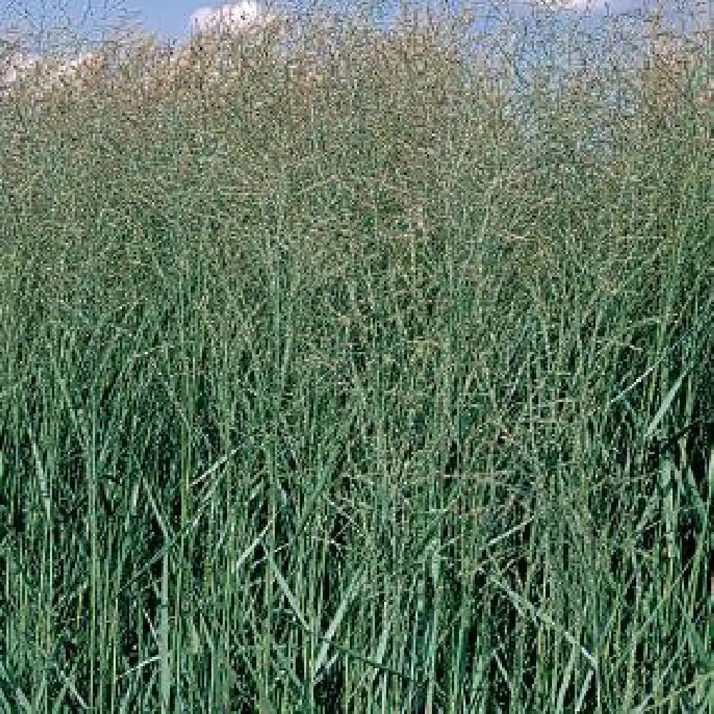 PANICUM virgatum 'Prairie Sky'