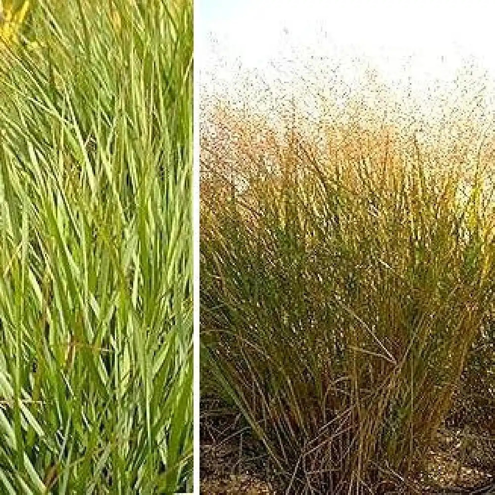 PANICUM virgatum 'Warrior'