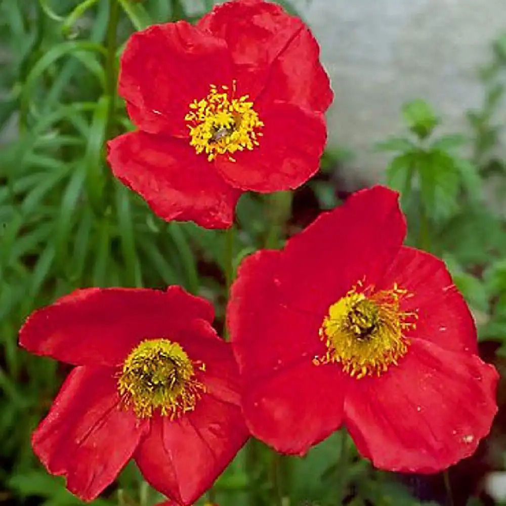 PAPAVER nudicaule 'Matador'