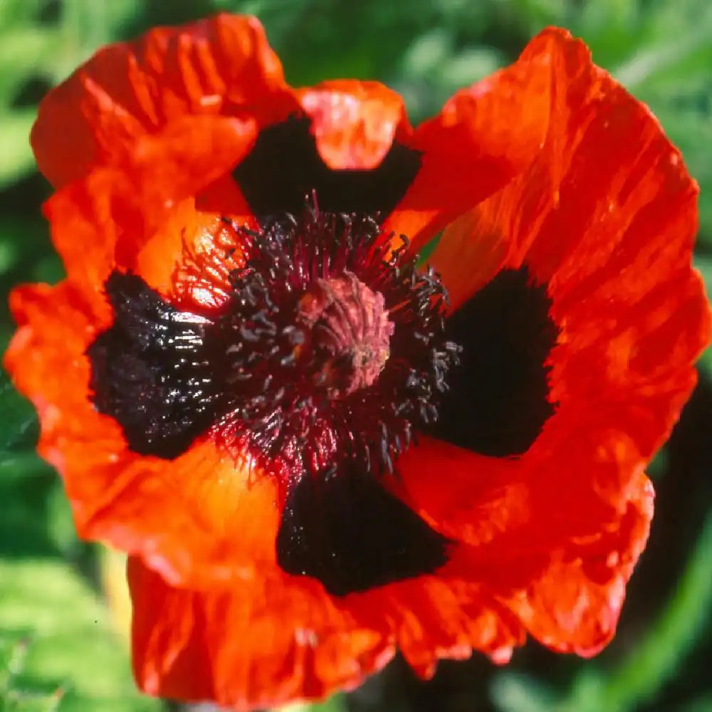 PAPAVER orientale 'Bonfire'