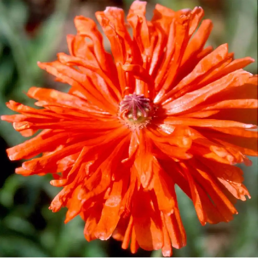 PAPAVER orientale 'Fire Ball'