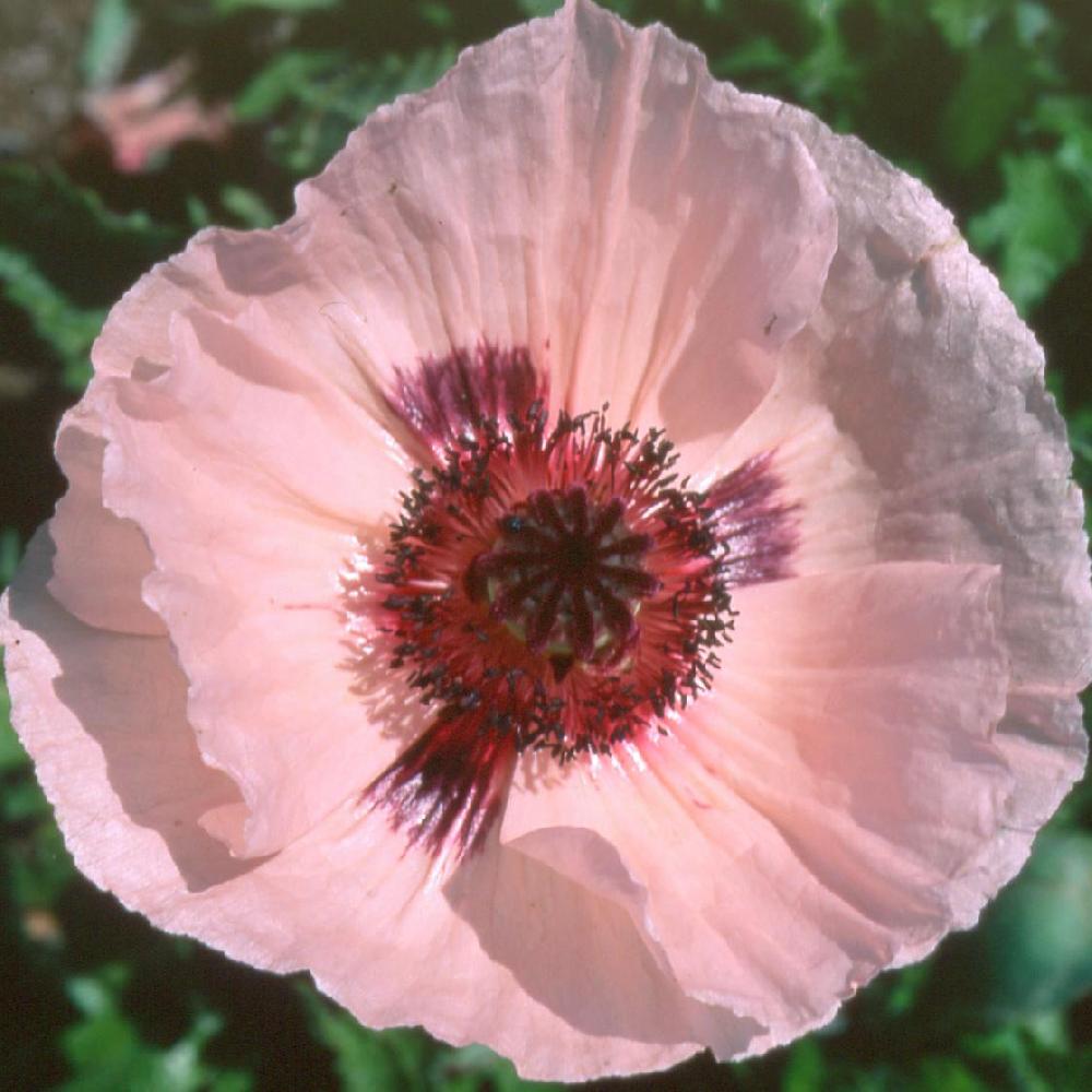 PAPAVER orientale 'Karine'