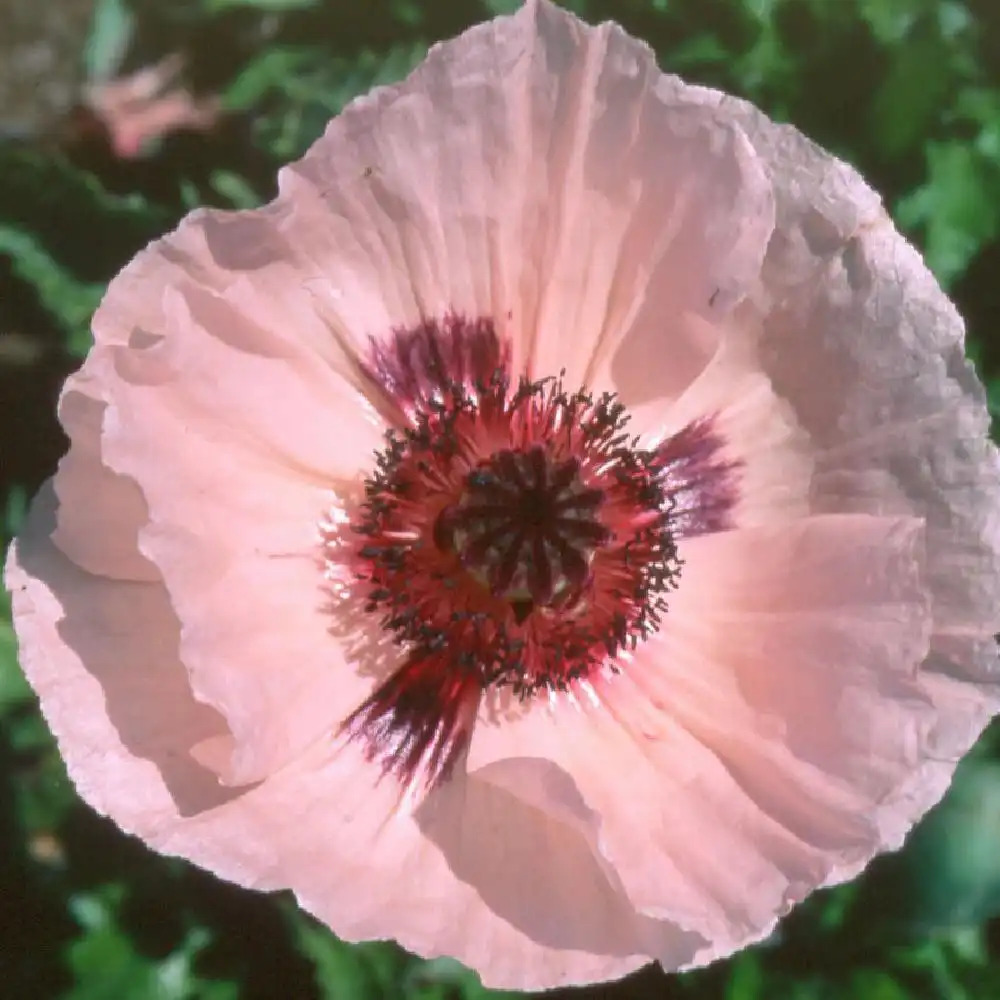 PAPAVER orientale 'Karine'