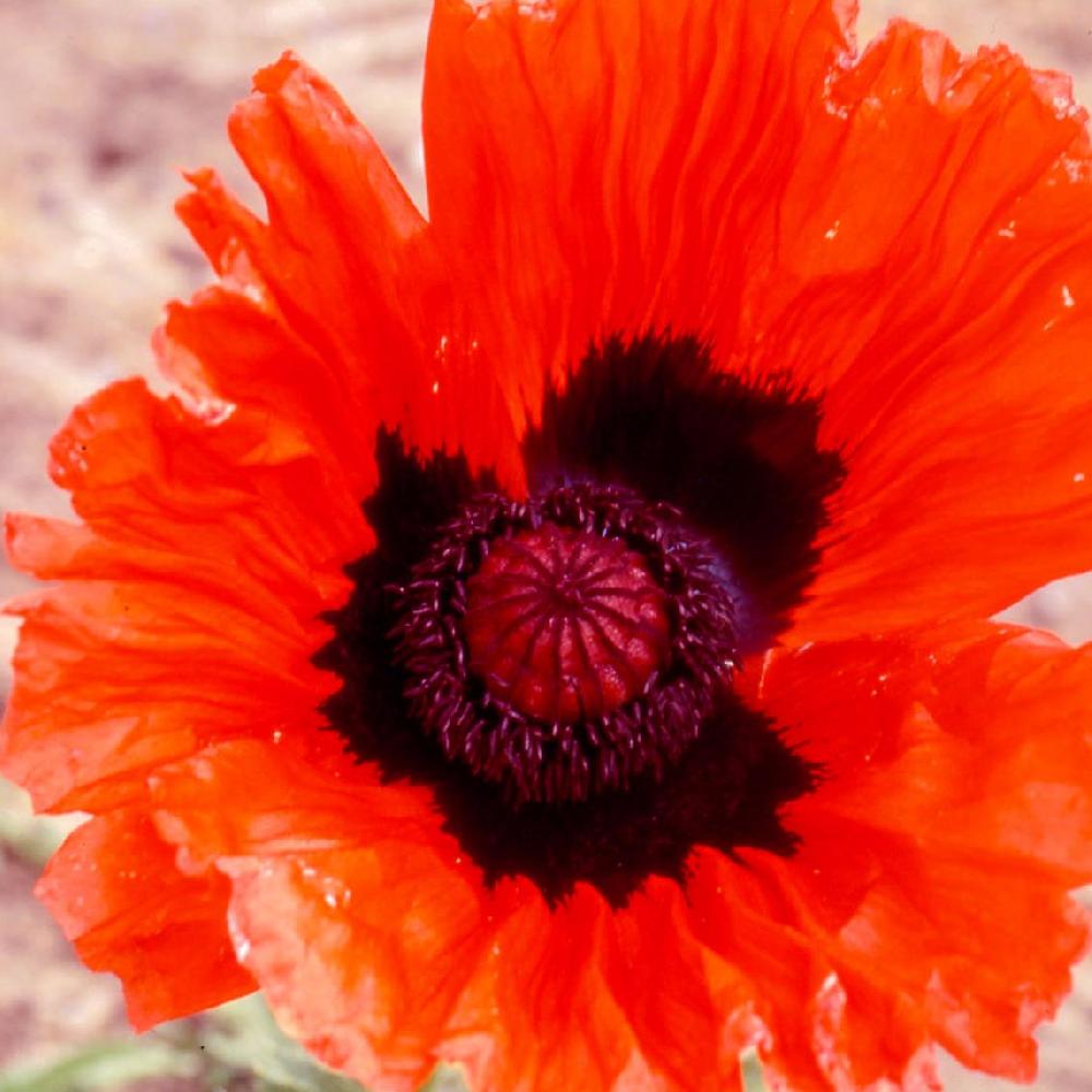 PAPAVER orientale 'Mary Finan'