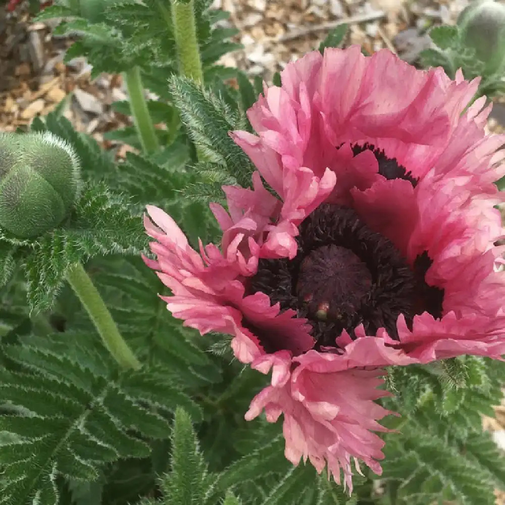 PAPAVER orientale 'Mrs Perry'.' image 2