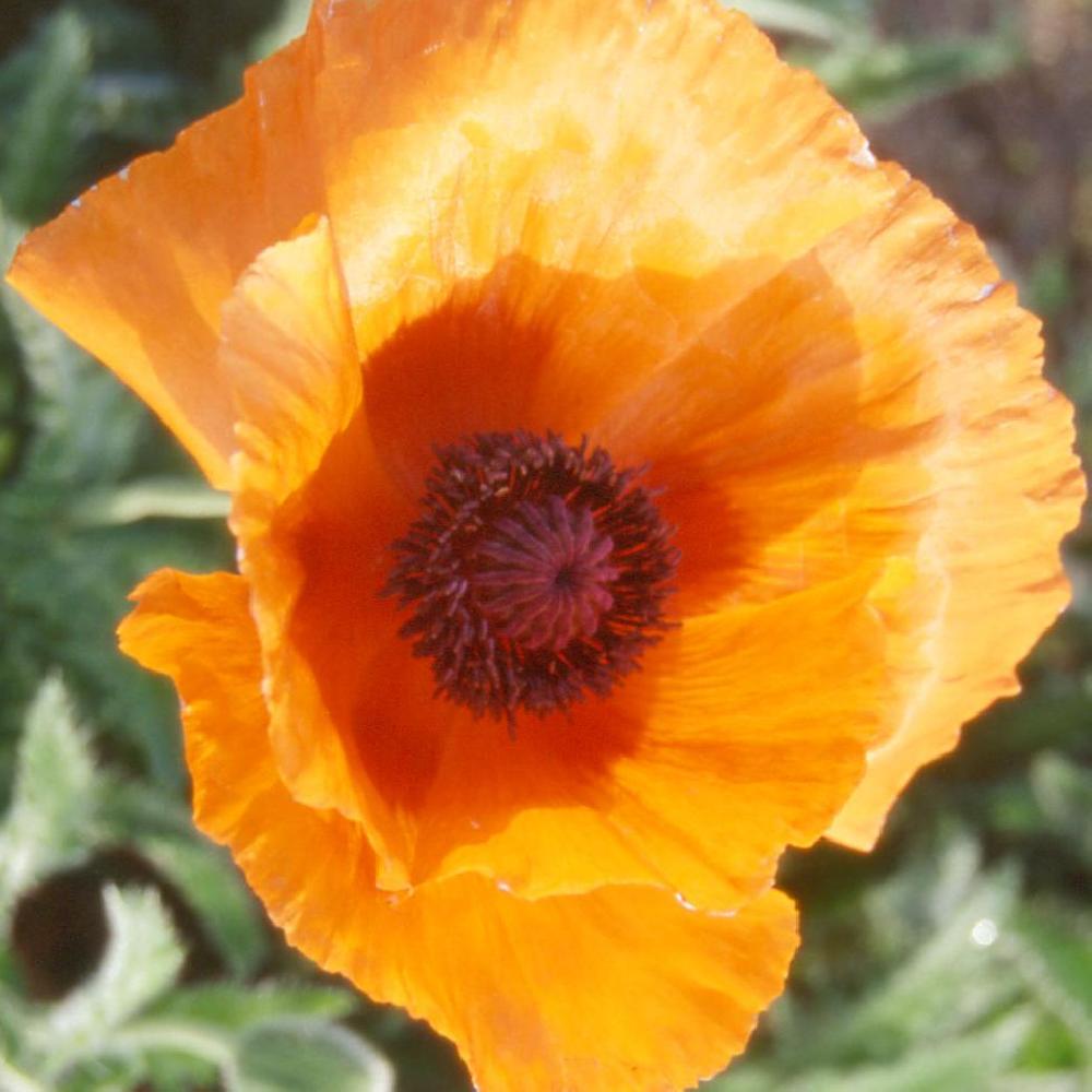 PAPAVER orientale 'Orangeade Maison'