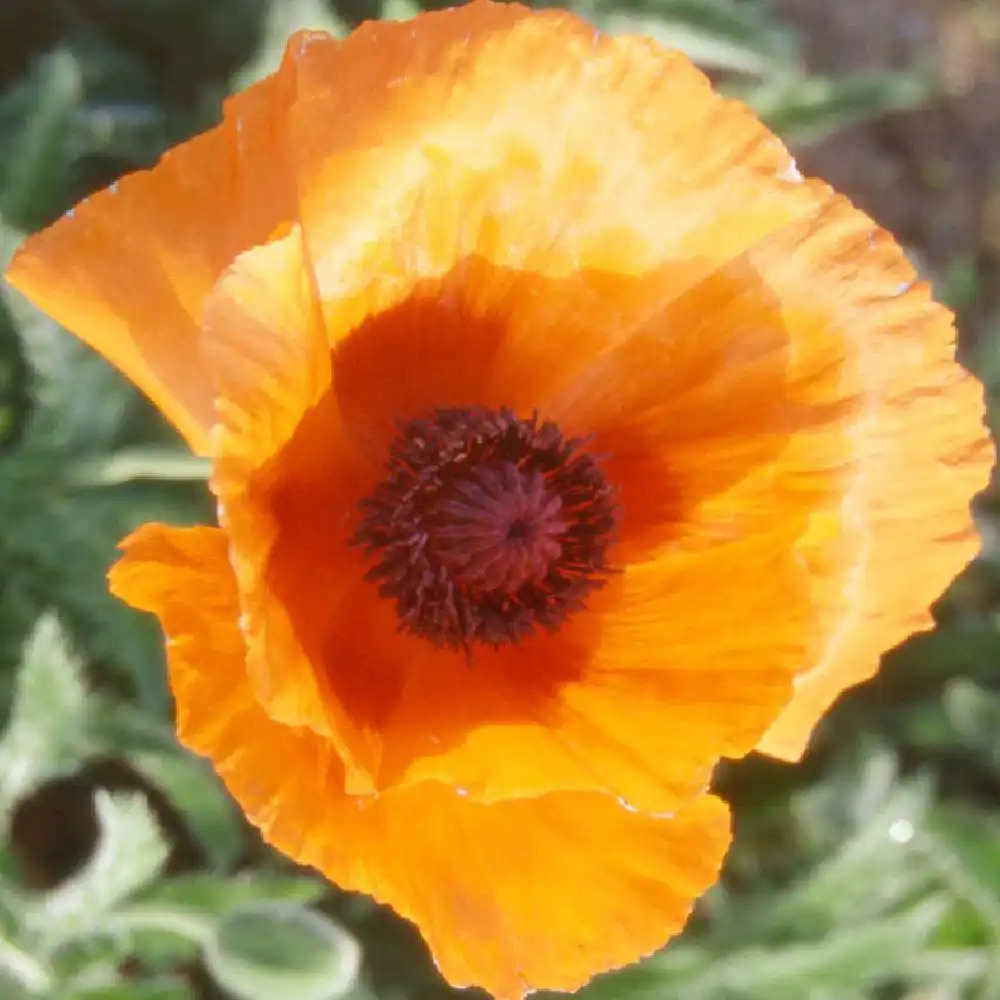 PAPAVER orientale 'Orangeade Maison'