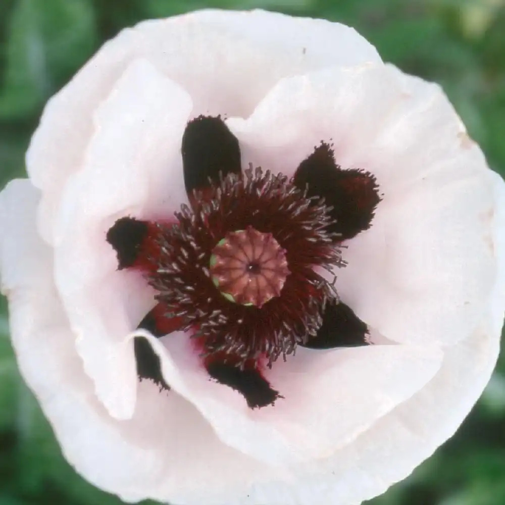 PAPAVER orientale 'Perry's White'