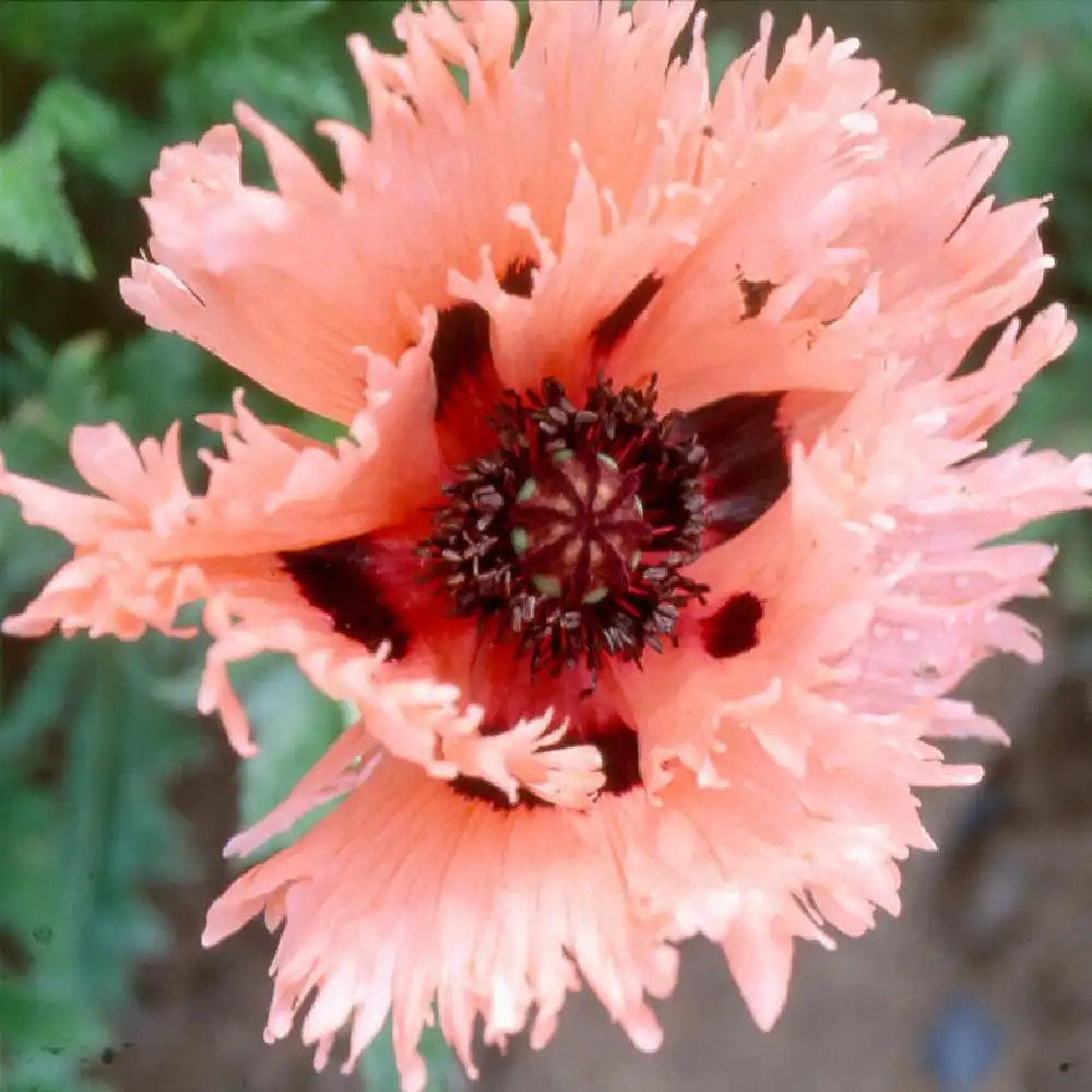 PAPAVER orientale 'Pink Ruffles'