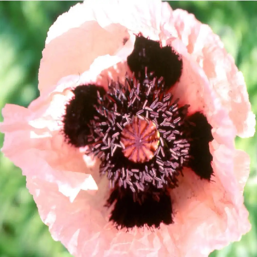 PAPAVER orientale 'Princesse Victoria Louise'