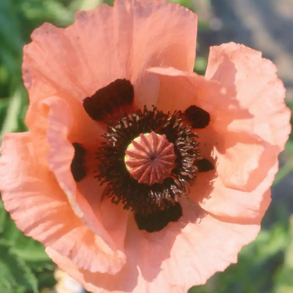 PAPAVER orientale 'Queen Alexandra'