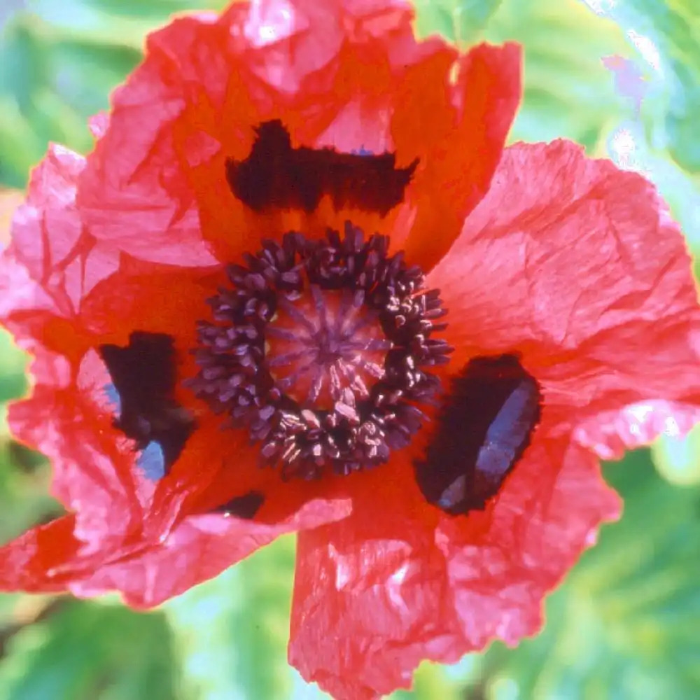 PAPAVER orientale 'Rapsberry Queen'