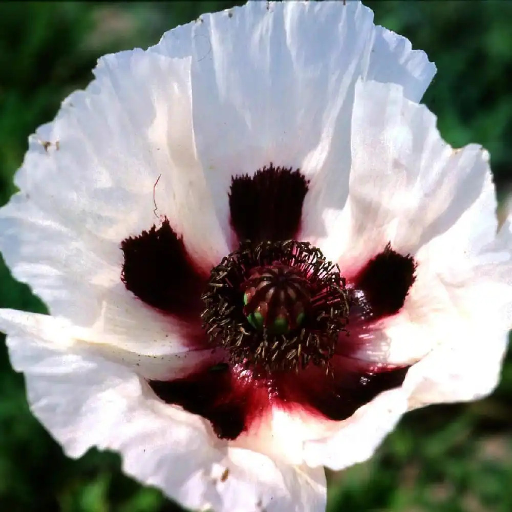 PAPAVER orientale 'Royal Wedding' blanc