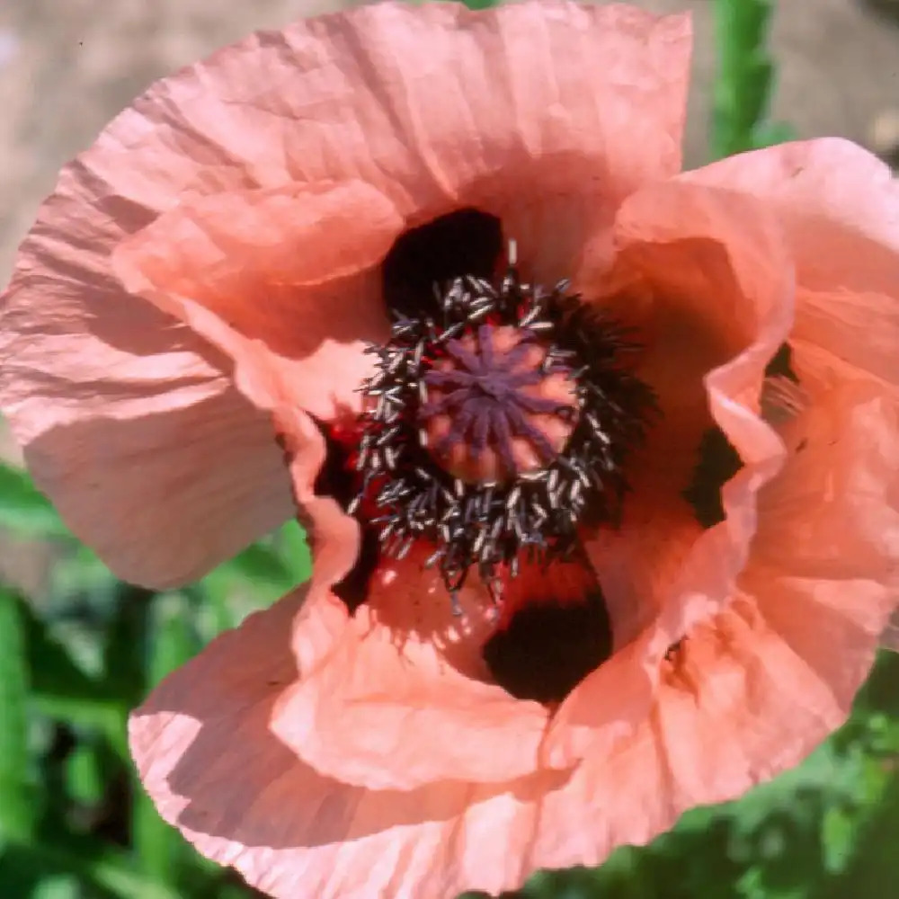 PAPAVER orientale 'Rosenpokal'