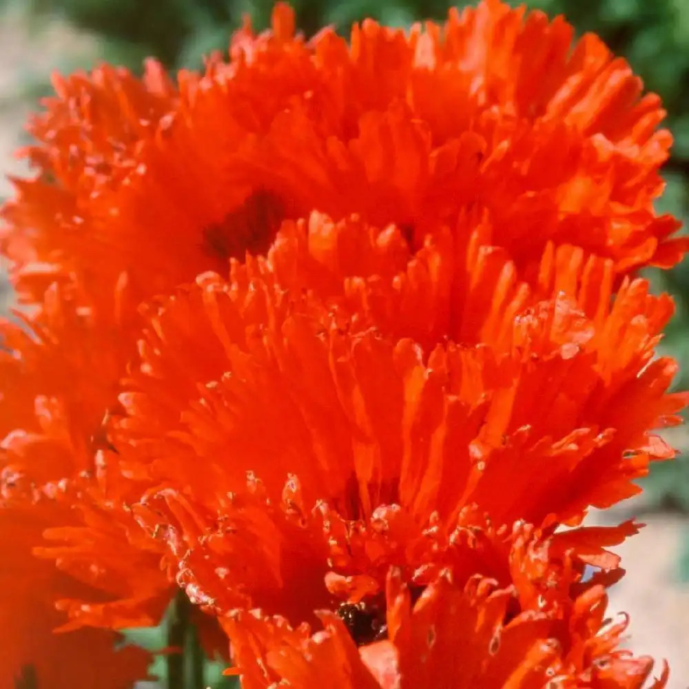 PAPAVER orientale 'Türkenlouis'