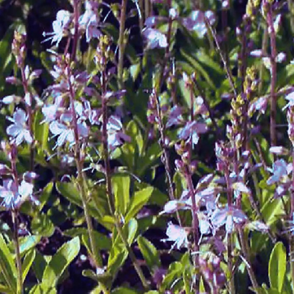 PARAHEBE formosa 'Kenty Blue'