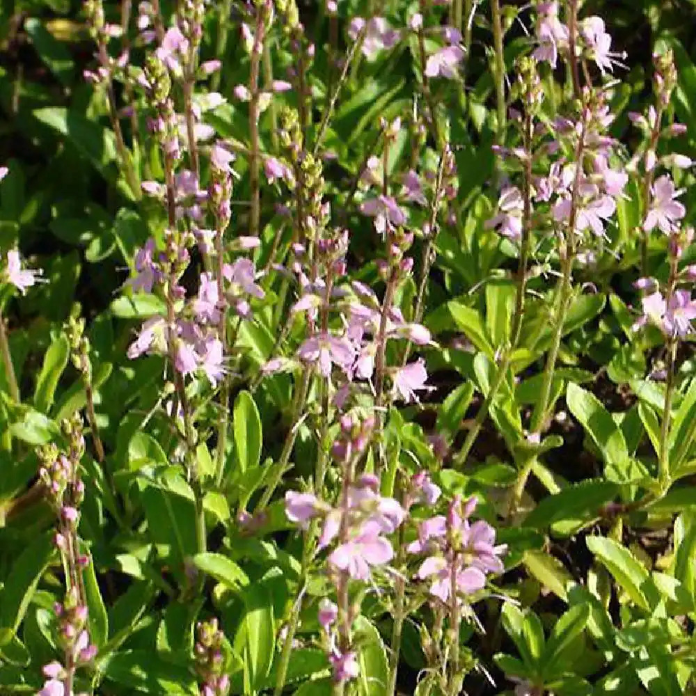 PARAHEBE formosa 'Kenty Pink'