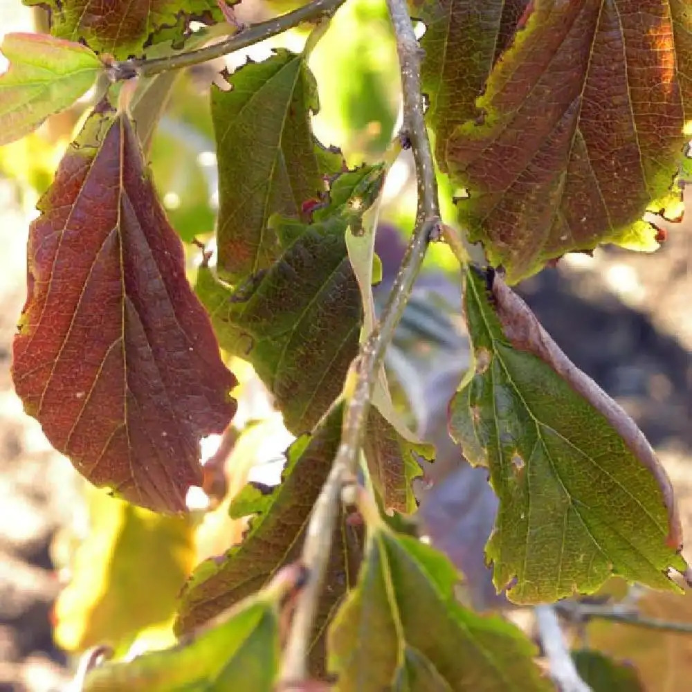 PARROTIA persica 'Vanessa'