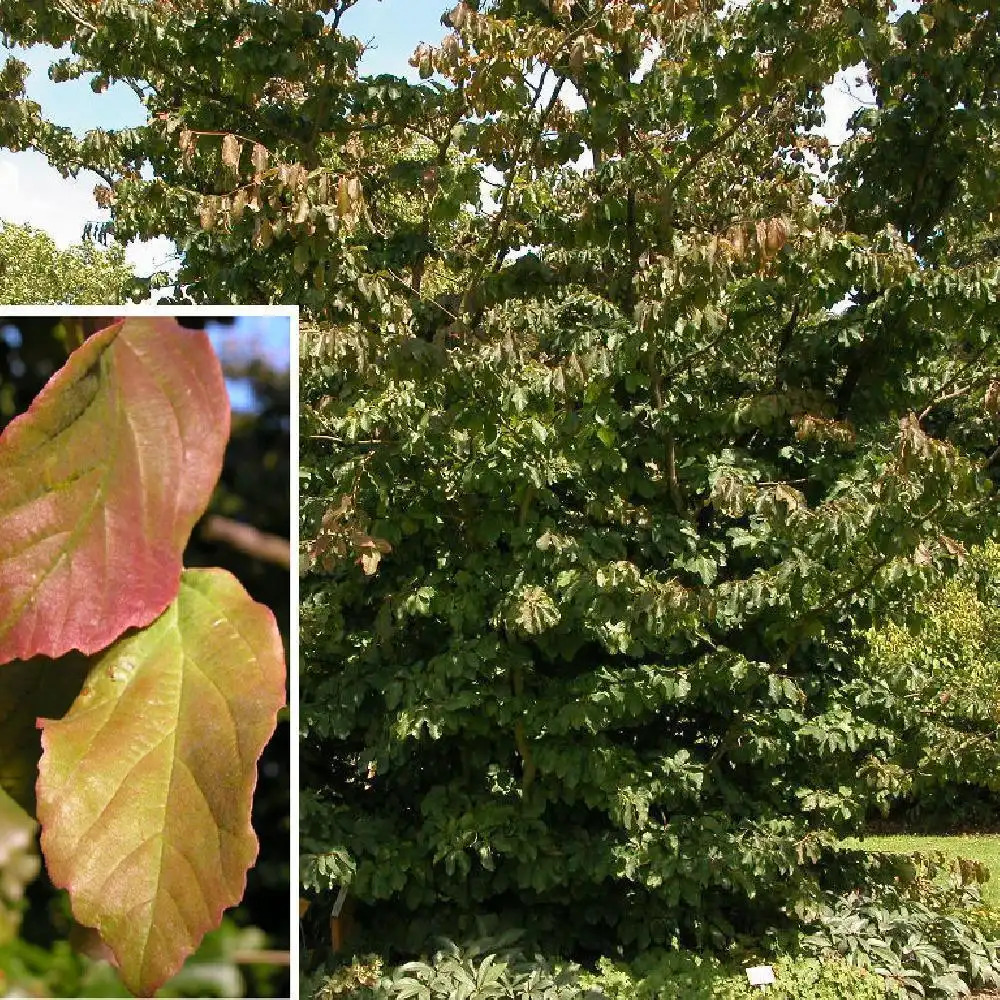 PARROTIA persica