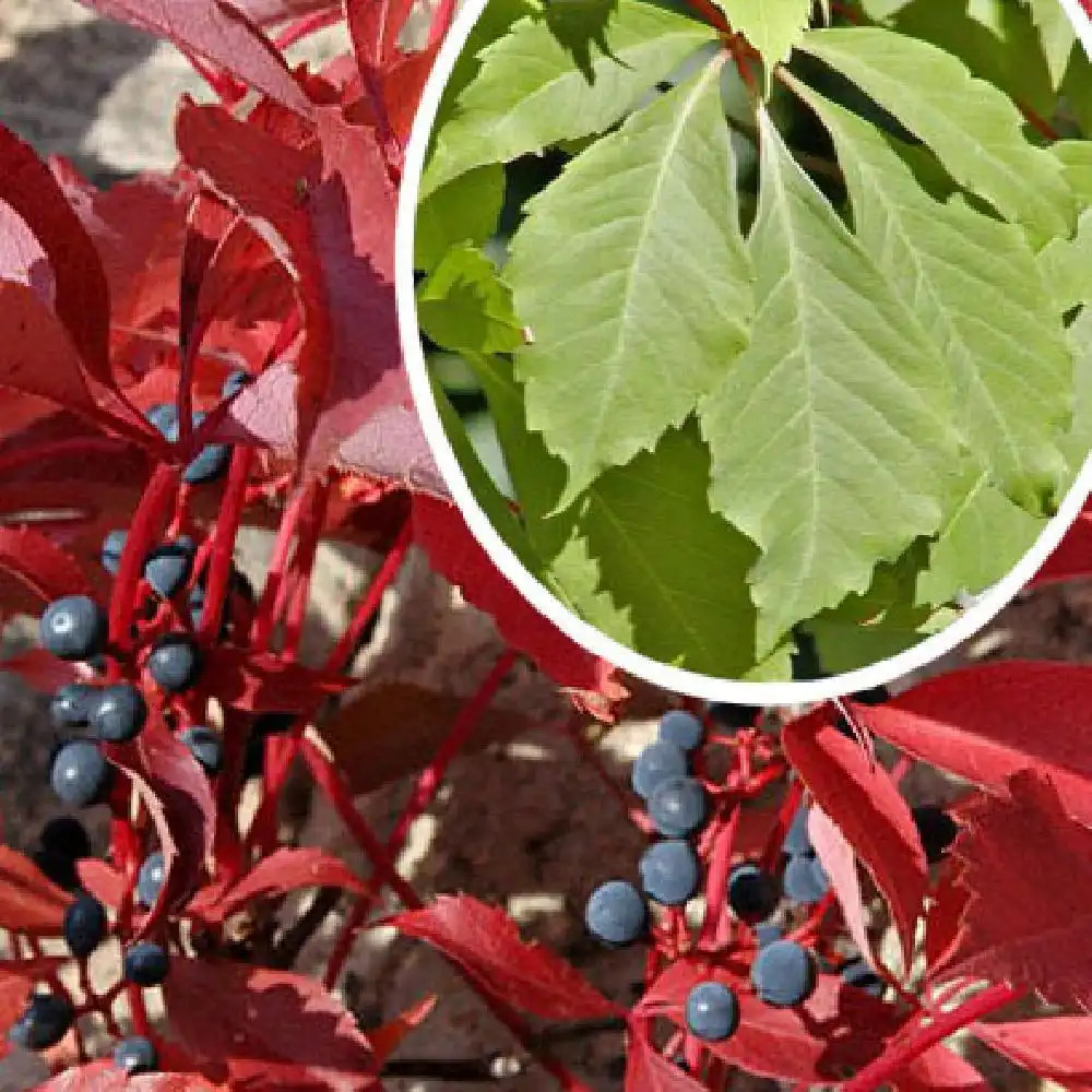 PARTHENOCISSUS quinquefolia var. engelmannii