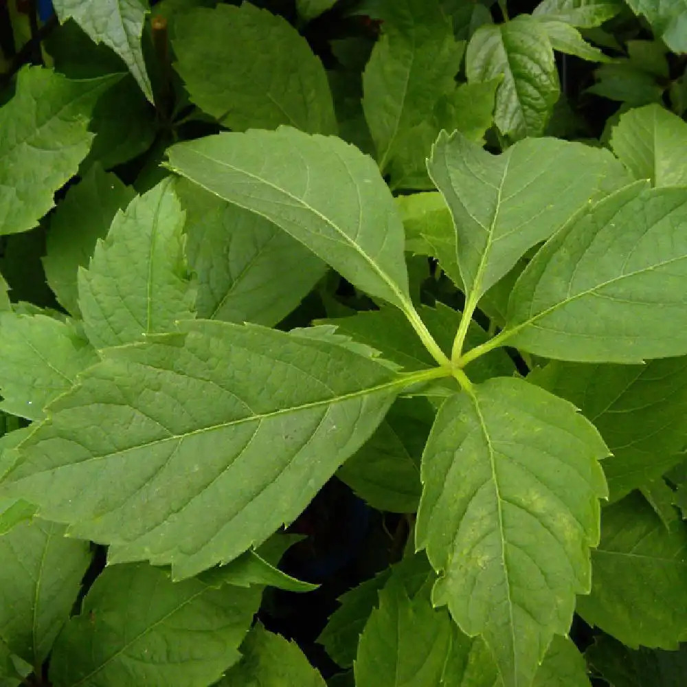 PARTHENOCISSUS quinquefolia