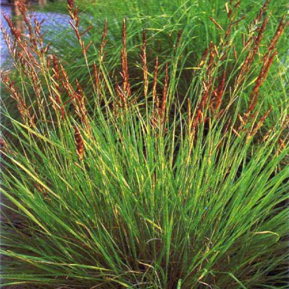 PASPALUM glaucifolium.' image 2