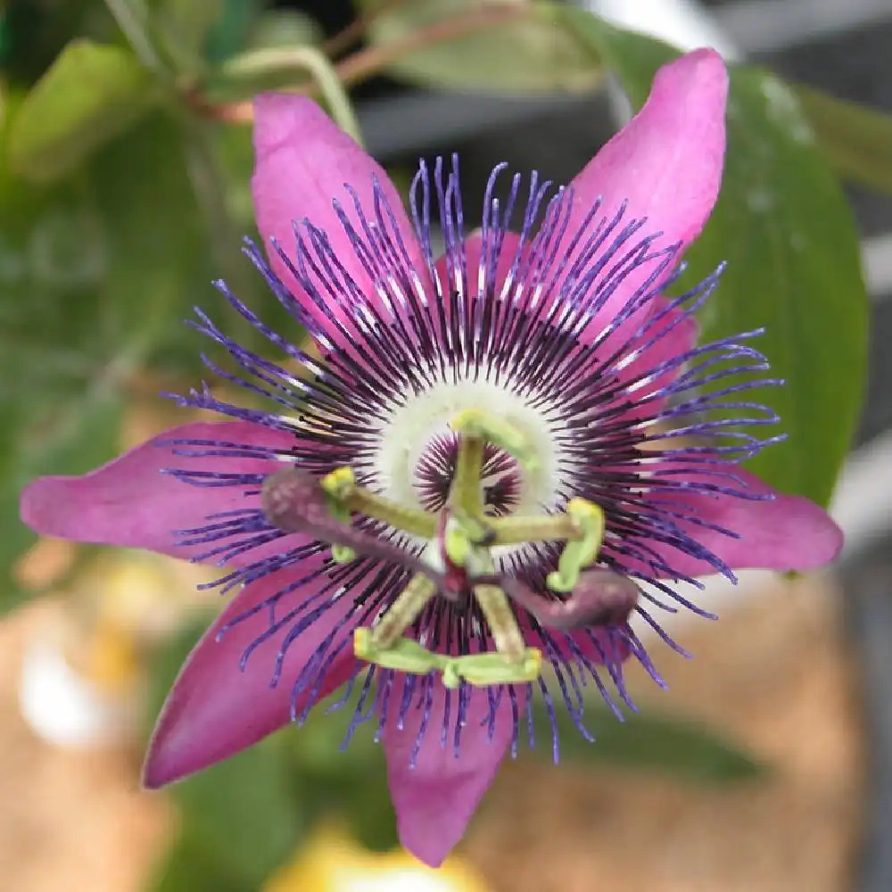 Fleur de la passion violette - Vente Passiflora violacea