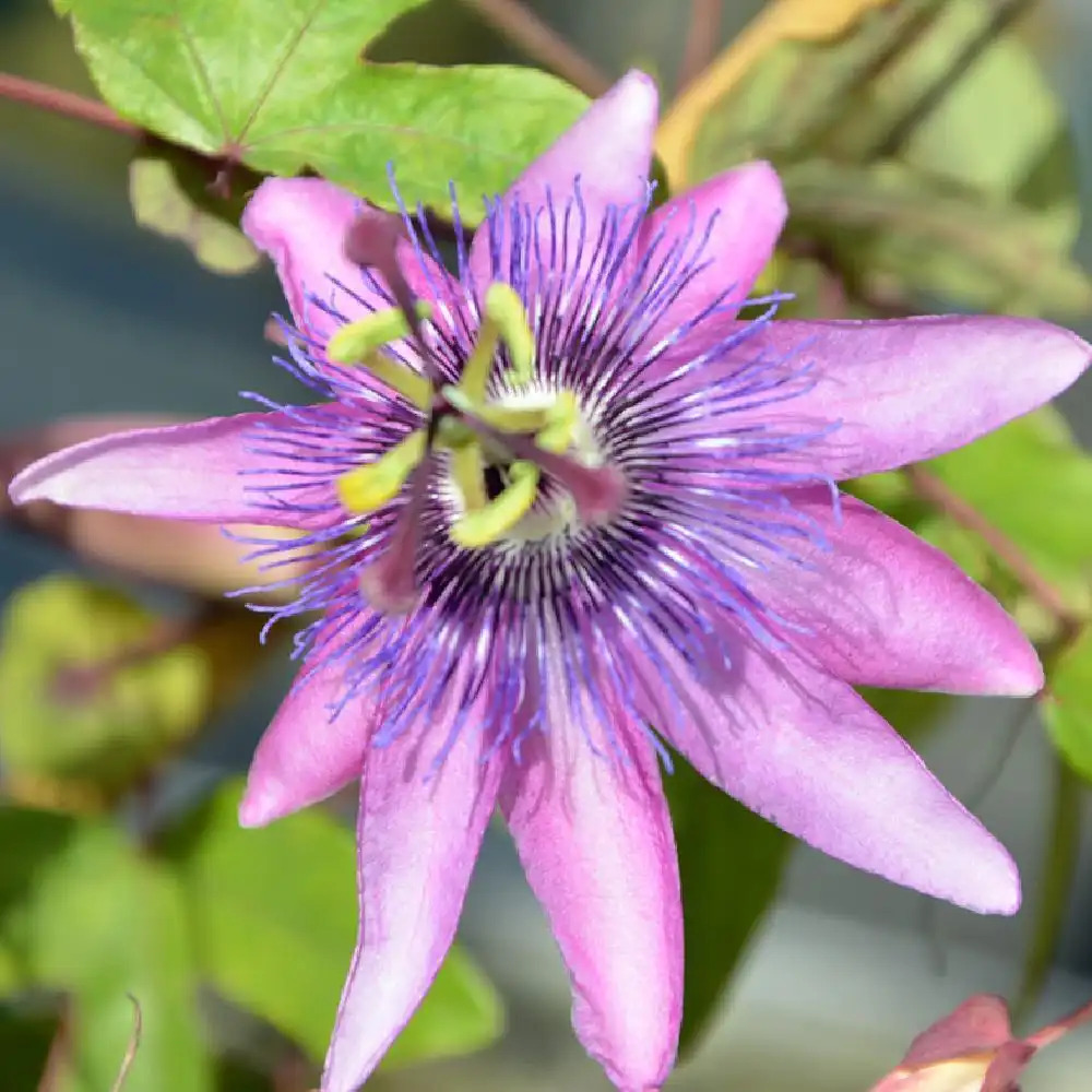 Fleur de la passion violette - Vente Passiflora violacea