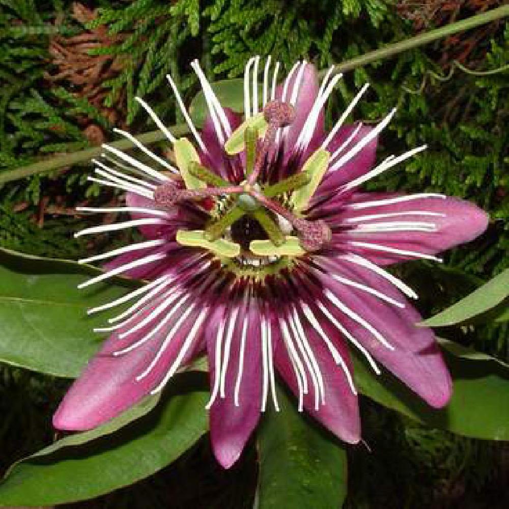 PASSIFLORA victoria