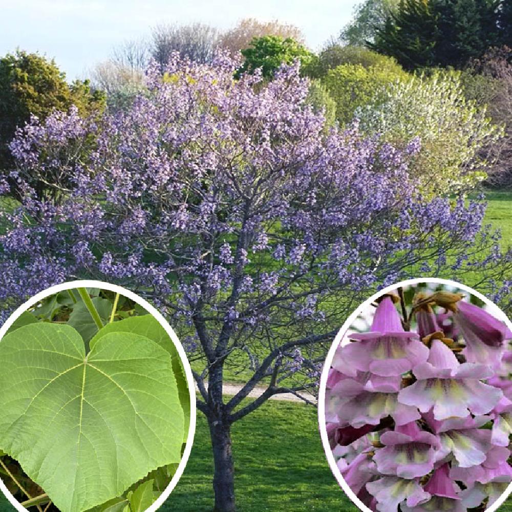 PAULOWNIA fortunei 'April Light'