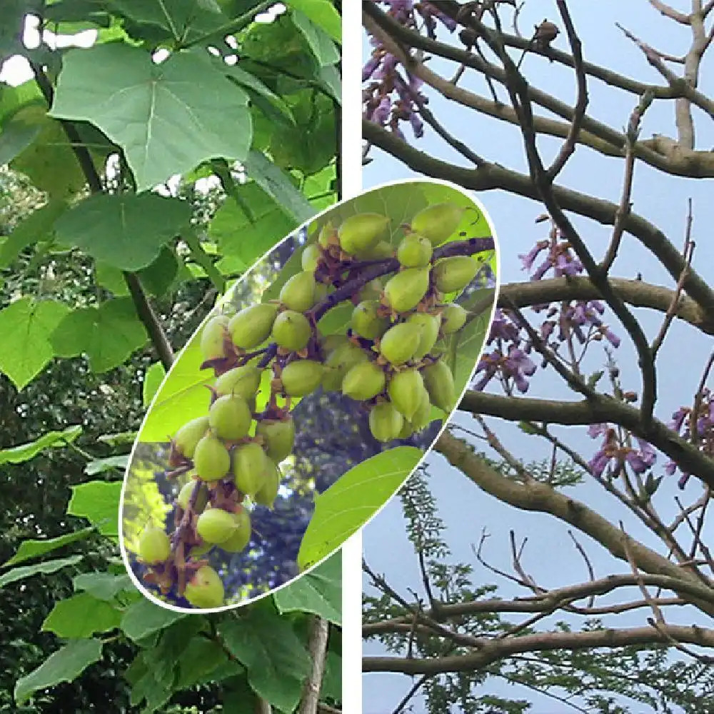 PAULOWNIA tomentosa